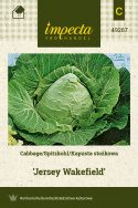 Spitzkohl 'Jersey Wakefield'