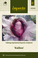 Spitzkohl 'Kalibos'