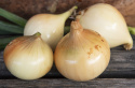 Wintersteckzwiebel 'Senshyu Yellow'