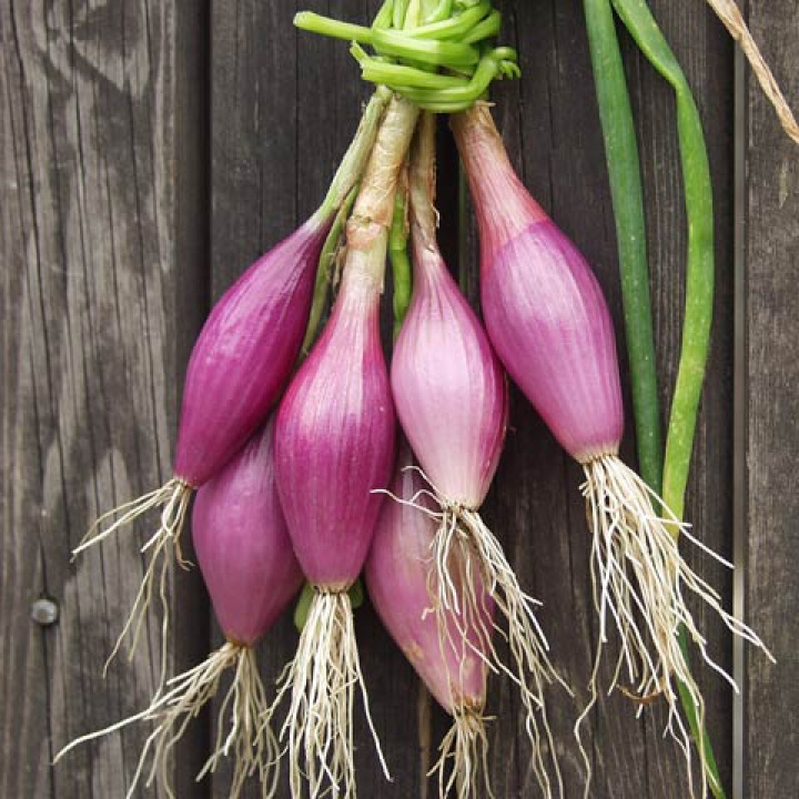 Rote Zwiebel 'Rossa Lunga di Firenze'