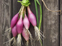 Rote Zwiebel 'Rossa Lunga di Firenze'