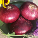 Rote Zwiebel 'De Brunswick'