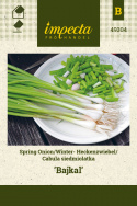 Lauchzwiebel 'Bajkal'