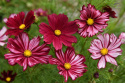 Schmuckkörbchen 'Velouette'