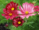 Schmuckkörbchen 'Velouette'