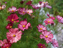 Schmuckkörbchen 'Velouette'