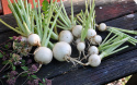 Mairübe 'Bola de nieve'