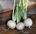 Mairübe 'Bola de nieve'