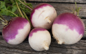 Mairübe 'Purple Top White Globe'