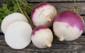 Mairübe 'Purple Top White Globe'