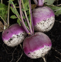 Mairübe 'Purple Top White Globe'