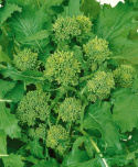 Stängelkohl 'Quarantina'