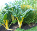 Mangold 'Bright Yellow'