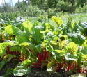 Mangold 'Rhubarb Chard'