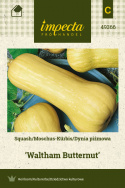 Butternut-Kürbis 'Waltham Butternut'