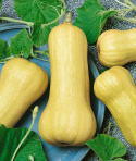Butternut-Kürbis 'Waltham Butternut'