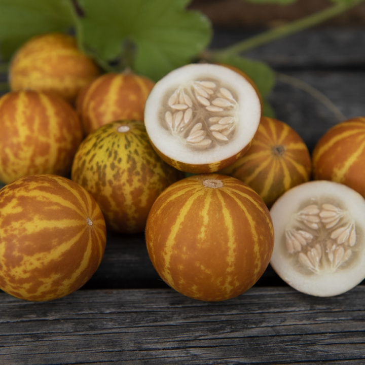 Mango-Melone 'Queen Anne's Pocket Melon'