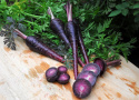 Möhre 'Deep Purple'