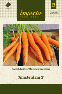 Möhre 'Amsterdam 3'