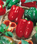 Paprika 'California Wonder'