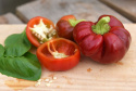 Paprika 'Dumas'