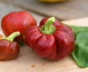 Paprika 'Dumas'
