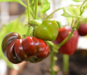 Paprika 'Dumas'