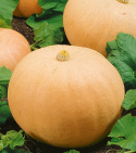 Riesenkürbis 'Melonowa Zólta'