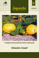 Riesenkürbis 'Atlantic Giant'