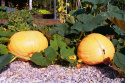 Riesenkürbis 'Atlantic Giant'