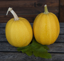 Kürbis  'Pyza'
