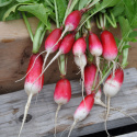 Radieschen 'Flamboyant 2'
