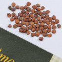 Chinesischer Rettich 'Red Meat'
