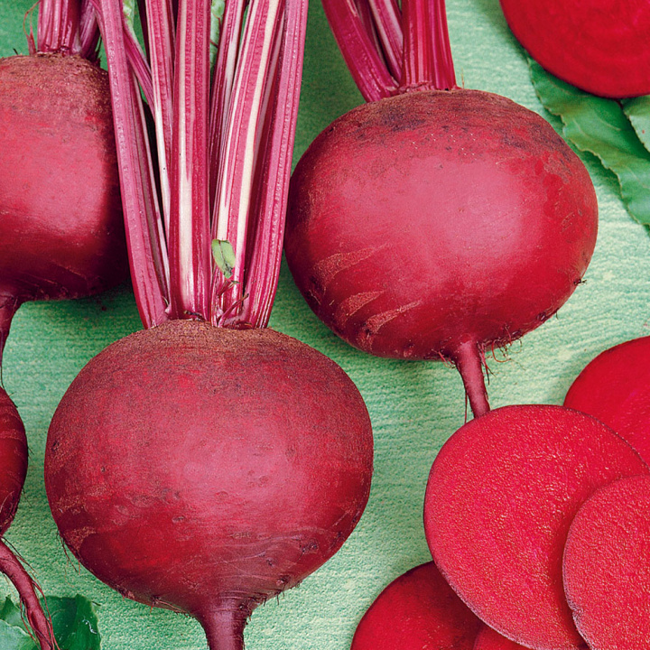 Rote Bete 'Detroit Dark Red 2'