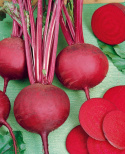 Rote Bete 'Detroit Dark Red 2'