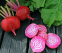 Rote Bete 'Chioggia'
