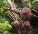 Rote Bete 'Chioggia'