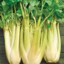 Staudensellerie 'Golden Self Blanching 2'
