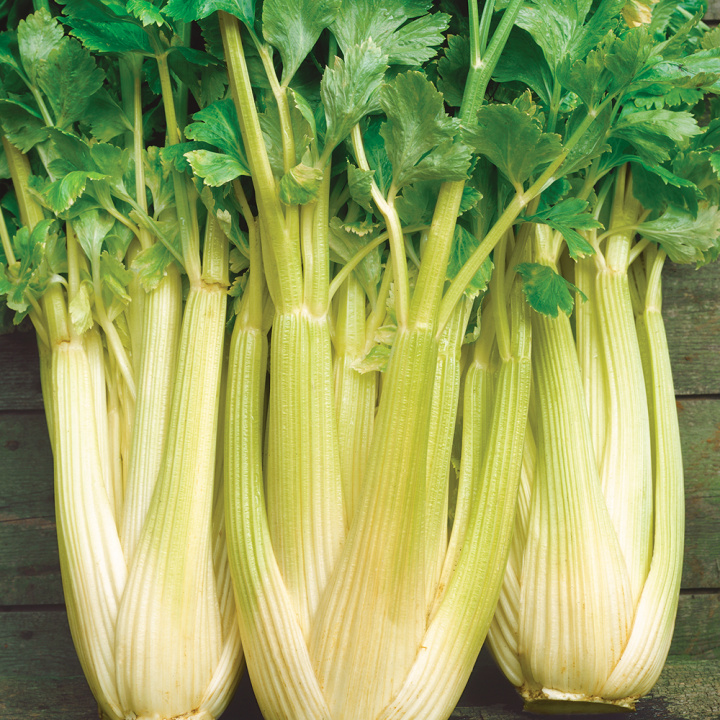 Staudensellerie 'Golden Self Blanching 2'