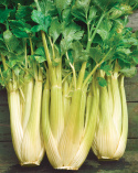 Staudensellerie 'Golden Self Blanching 2'