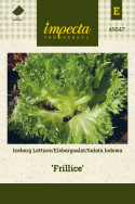 Eisbergsalat 'Frillice'