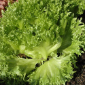 Eisbergsalat 'Frillice'
