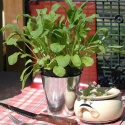 Rucola/Salatrauke