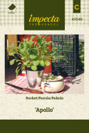 Rucola/Salatrauke