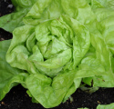 Kopfsalat 'Král Máje I'