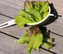Pflücksalat 'Amerikanischer Brauner'
