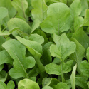 Rucola/Salatrauke