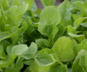 Rucola/Salatrauke