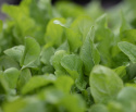 Rucola/Salatrauke