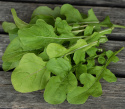 Rucola/Salatrauke